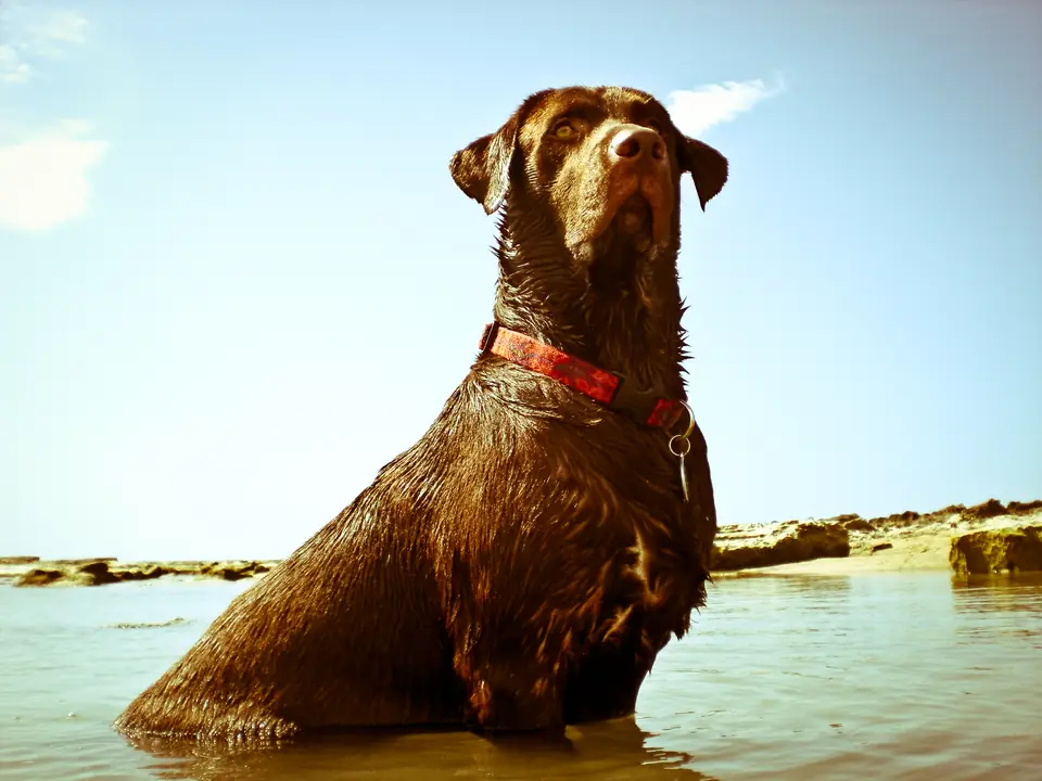 A chocolate Labrador on a beach