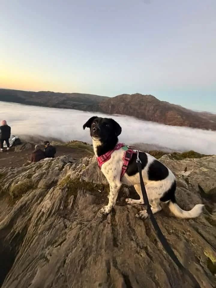 Lyra, a black and white dog on a lead, sitting on the rocky summit of Ben A’an with cloud filling the valley behind