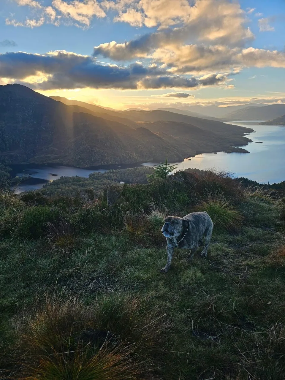 Nala, a brindle bulldog type dog, standing on the heather and grass of a hilltop above Loch Katrine at sunset