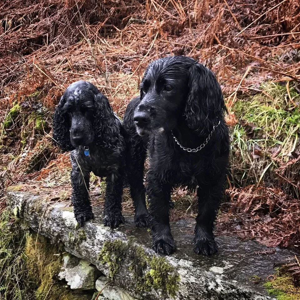 Lucy and Kim, two black cocker spaniels, standing side by side on a mossy stone wall on Birnam Hill