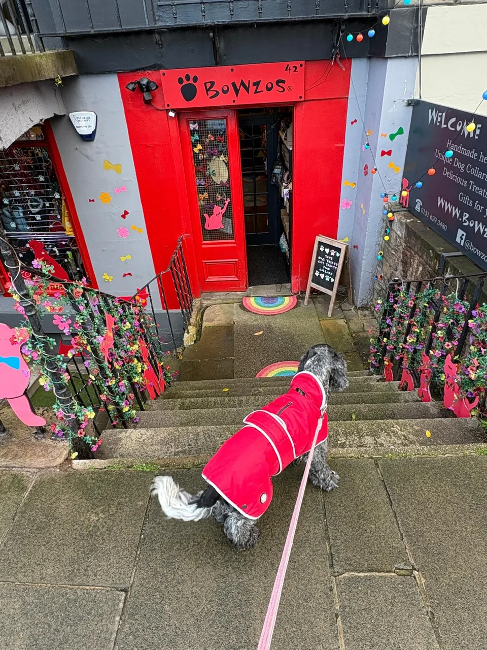 Lucy, a grey curly coated dog in a red waterproof coat on a pink lead, looking down the steps to the red fronted Bowzos pet shop at 42 London Street