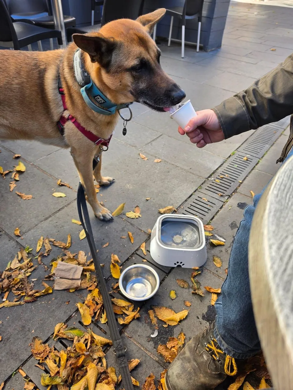 Django, a tan and black dog on a lead, being offered a sip of water from a cup on a paved terrace scattered with autumn leaves