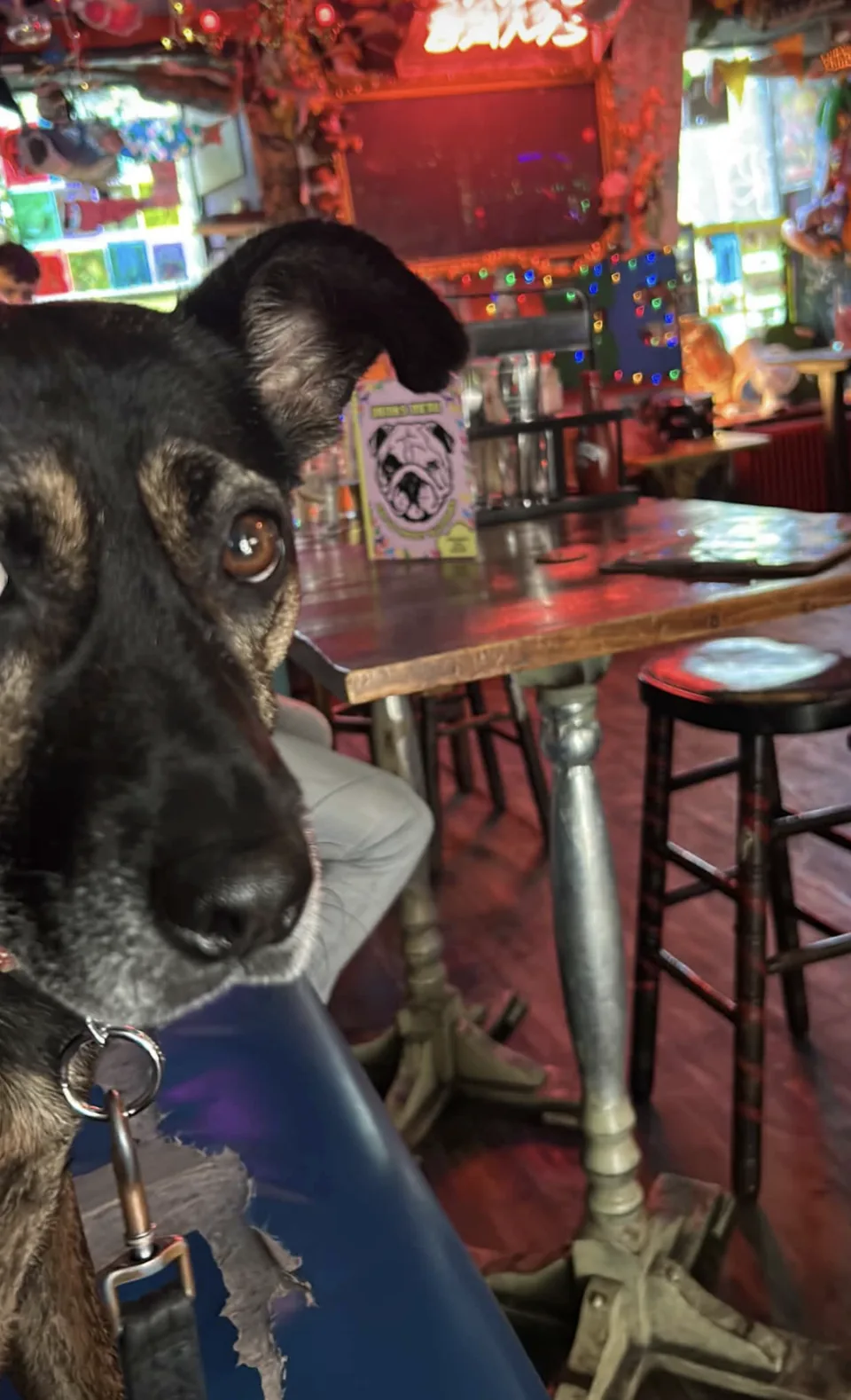 Apollo, a black and tan dog, looking into the camera at The Dog House bar in Edinburgh