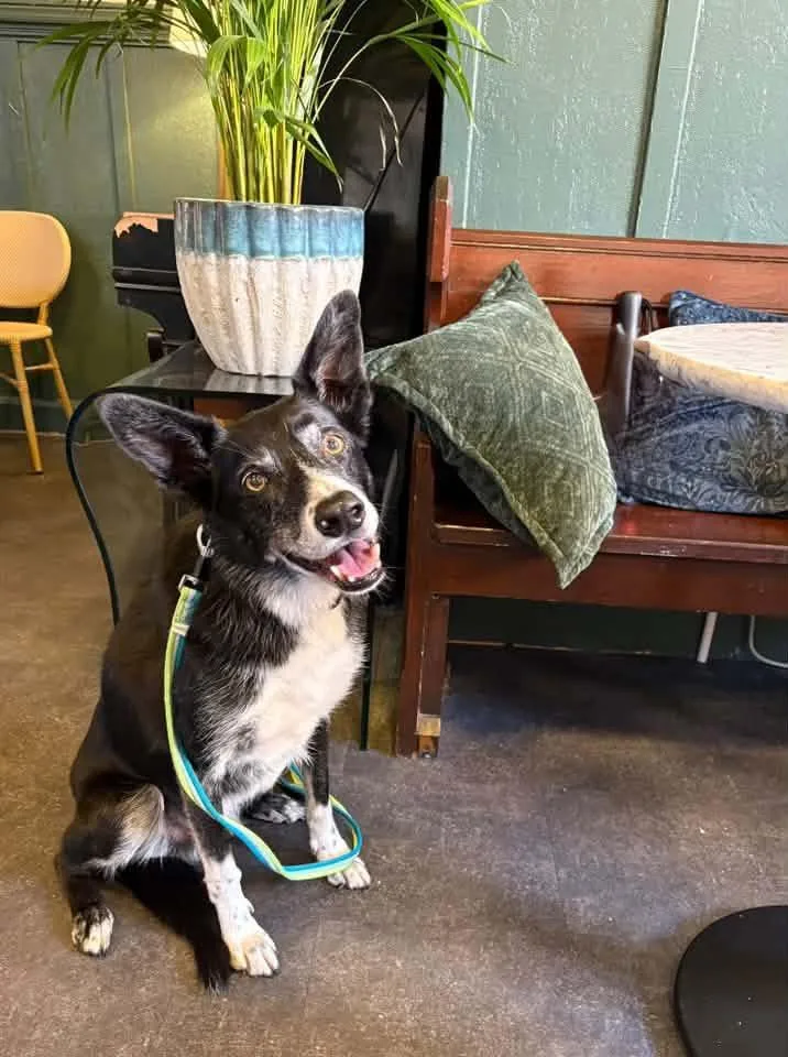 Jasper, a black and white dog on a lead, sitting on the floor of Dream Ground Coffee in Cathcart