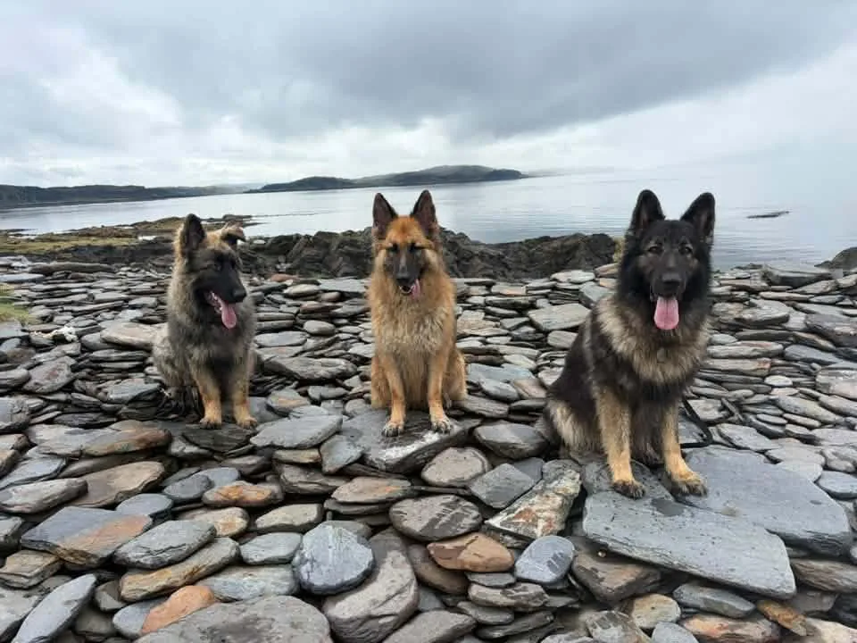 Three German Shepherds sitting side by side on slate rubble on Easdale Island, with the sea and grey sky behind