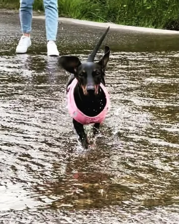 Darla, a black and tan dachshund in a pink harness, splashing through shallow water on a stony ford at Little Glenshee