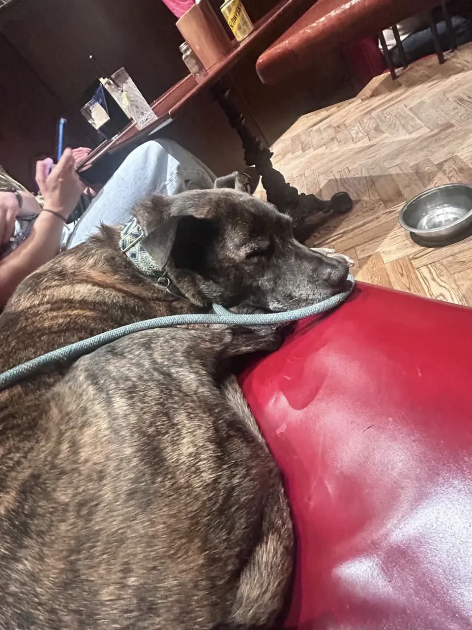 Rocky, a brindle dog, resting on a red seat at The Guildford Arms