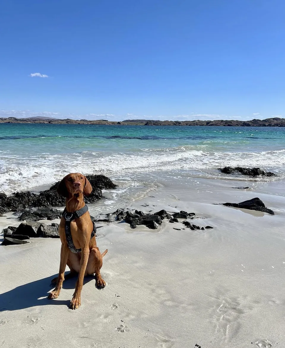 George, a vizsla, sitting on white sand with turquoise sea beyond, on the Isle of Iona