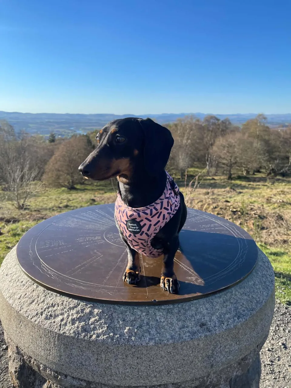 Darla, a black and tan dachshund in a pink patterned harness, standing on the viewpoint indicator on Kinnoull Hill with the Perthshire countryside beyond