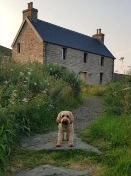 Albert, a small light brown curly coated dog, sitting on a stone path in front of Kyle House, a stone cottage at Tongue