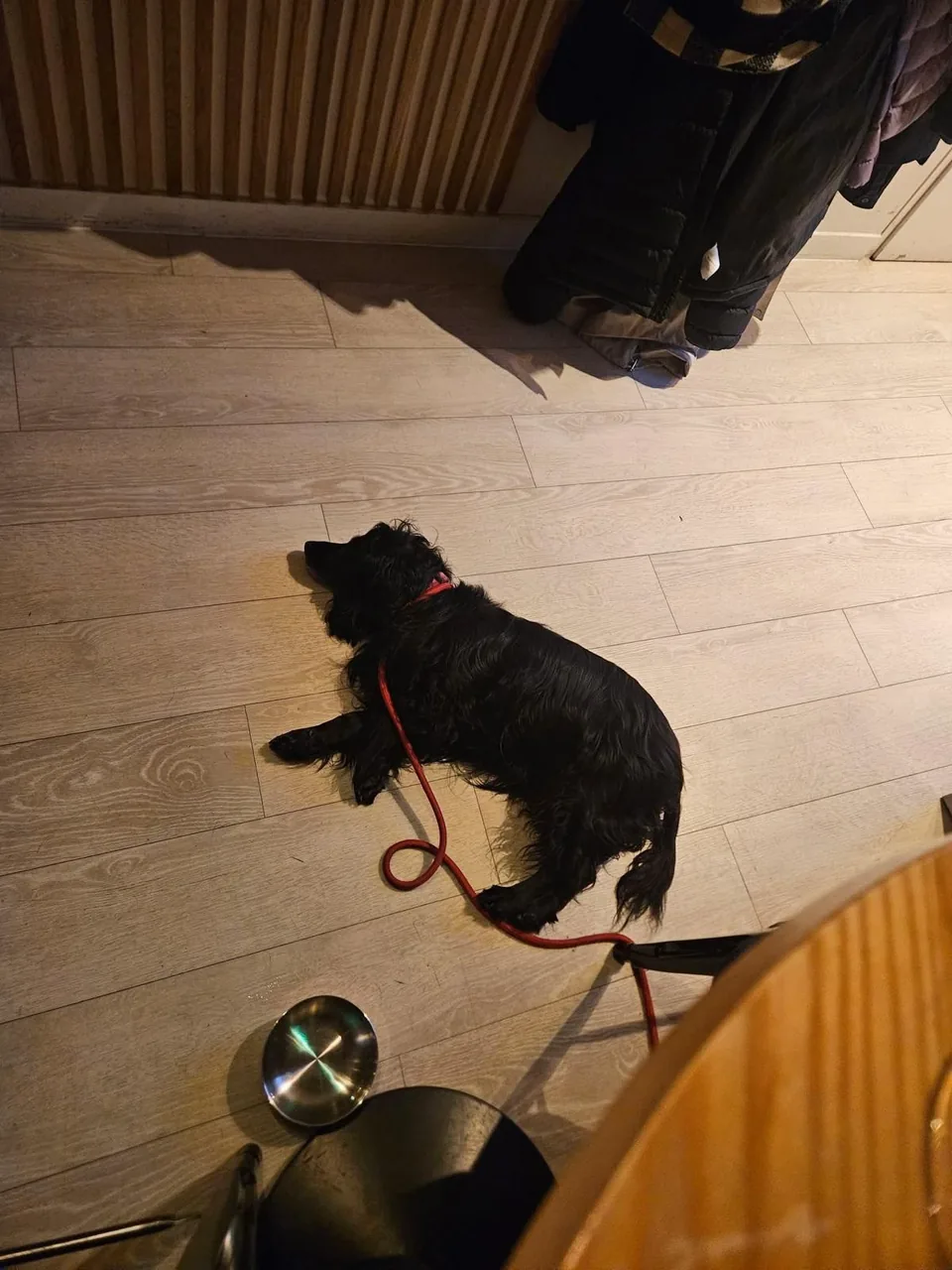 Skye, a black spaniel, lying on a wooden floor on a red lead at Little Rascal in Corstorphine