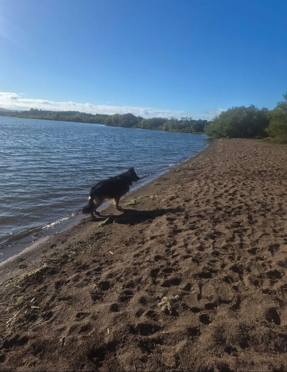 Sin, a black dog, standing at the water’s edge on a sandy shore of Loch Leven
