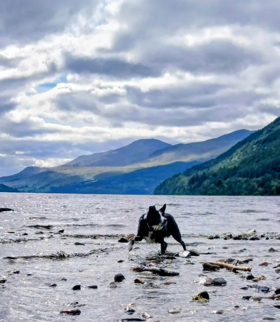 Tilly, a black and white dog, standing in shallow water at the edge of Loch Tay with hills beyond