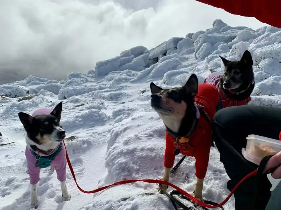 Ninja, Jessica and Freyja, three dogs in coats and harnesses on a snowy slope near the top of Mount Keen