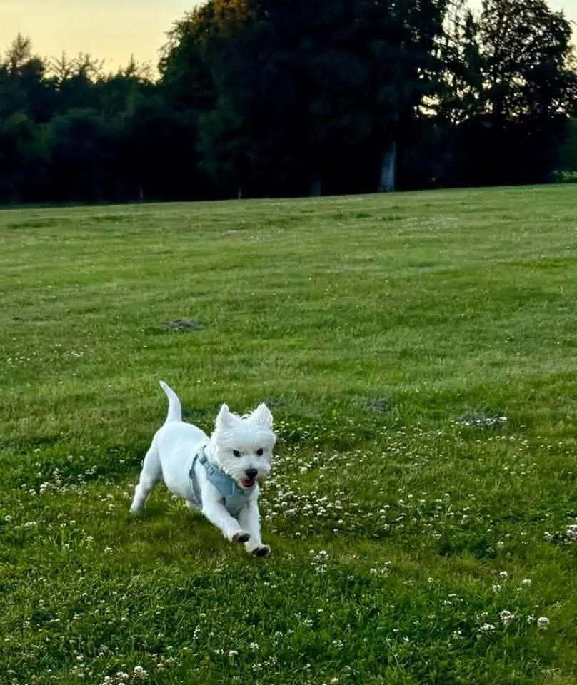 Lochie, a small white terrier, running across a green lawn at Schloss Roxburghe