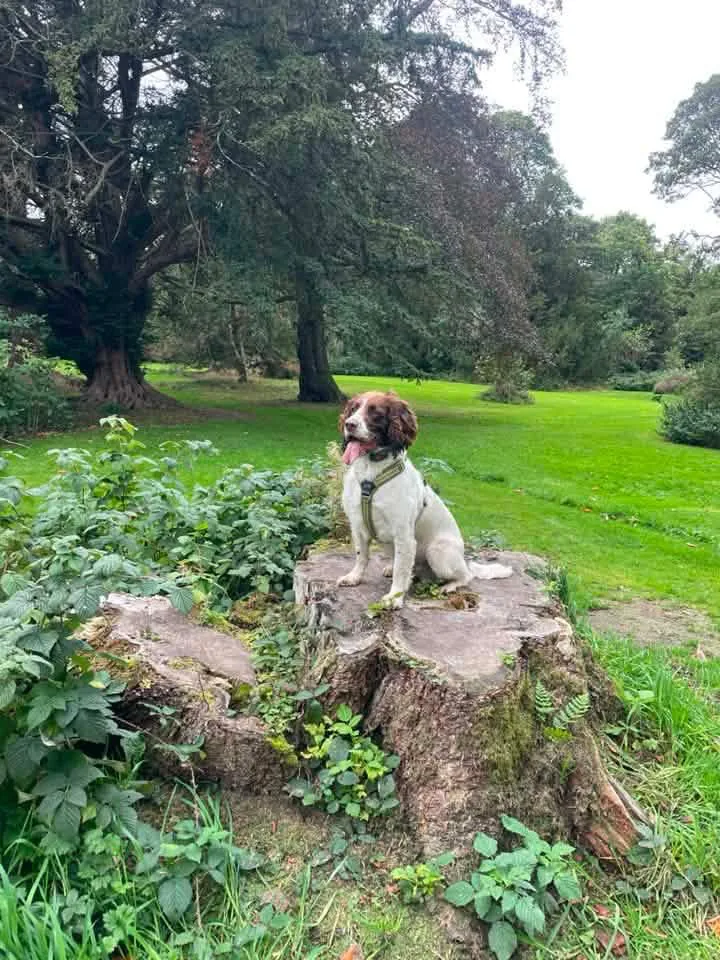 Rum, a liver and white springer spaniel, sitting on a tree stump on a lawn near Mortonhall