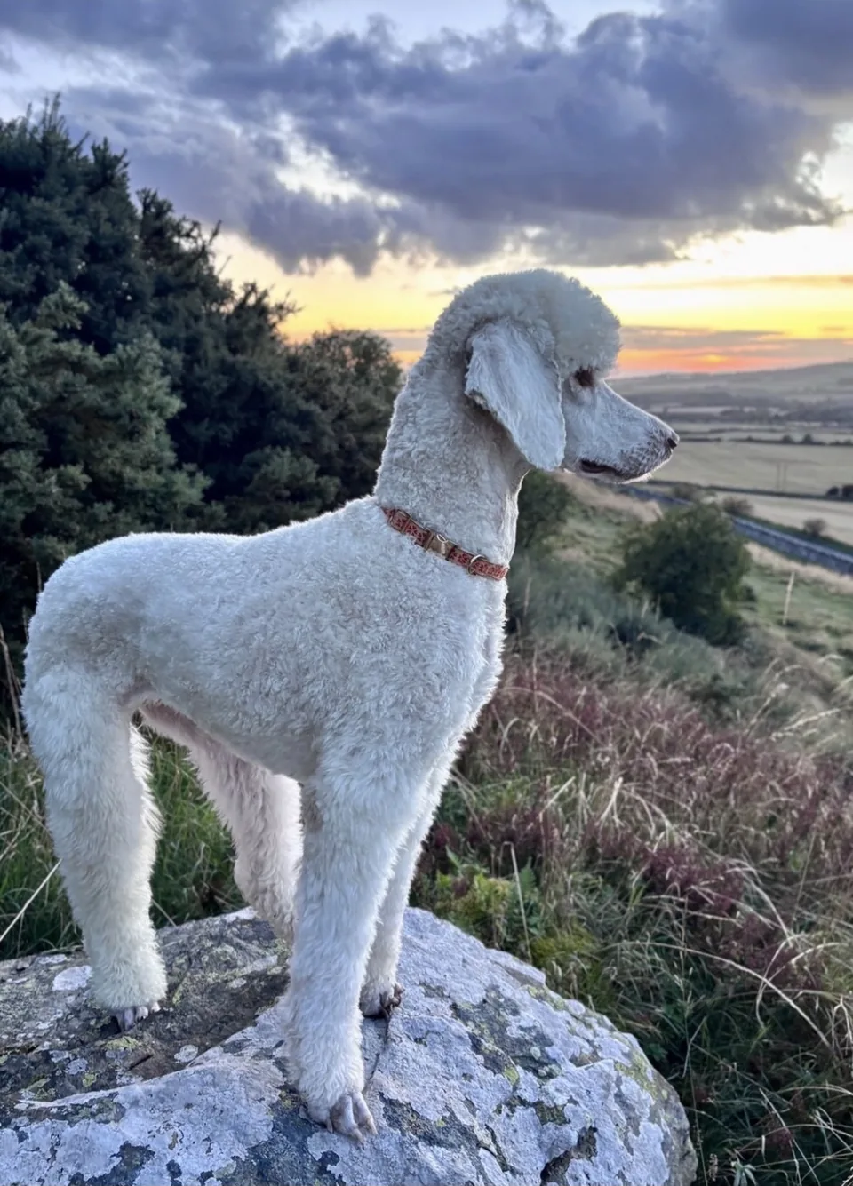 Tabitha, a white standard poodle in a tan collar, standing on a lichen covered rock on Traprain Law at sunset, with heather, gorse and East Lothian farmland behind